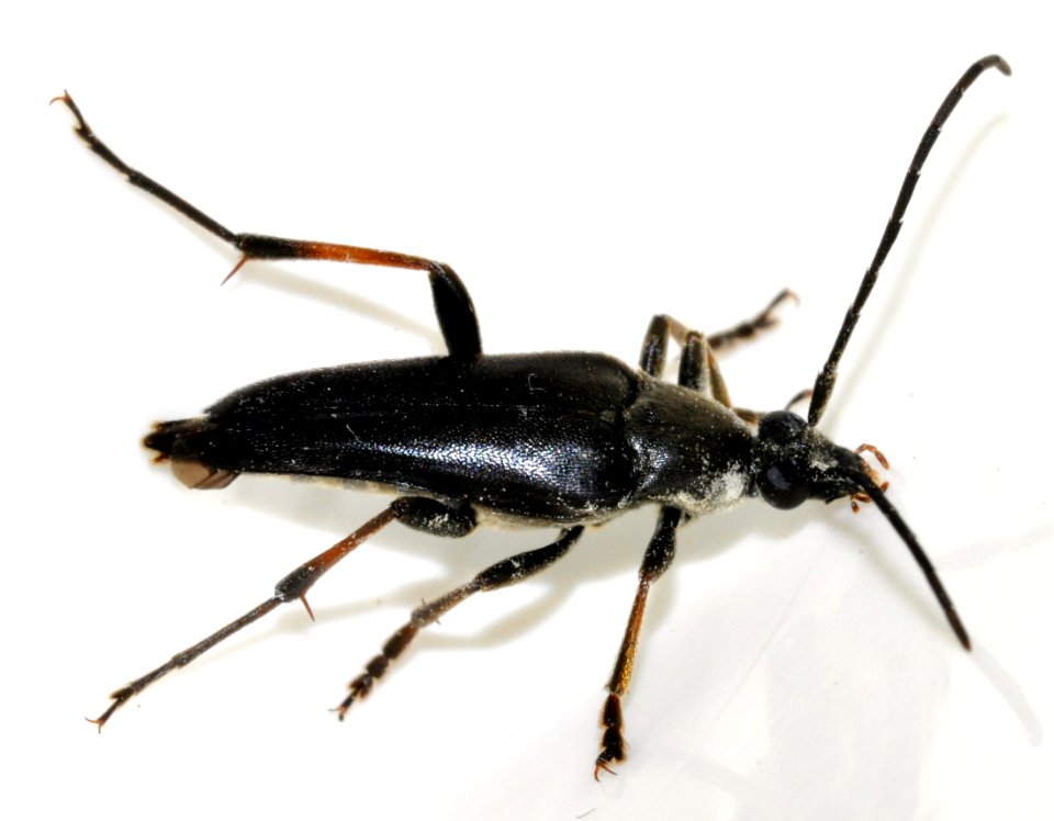 Pedostrangalia-pubescens-15-fws