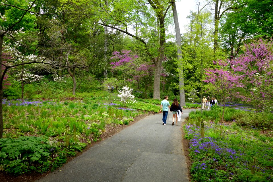 Peirce's Woods - Longwood Gardens - DSC00973