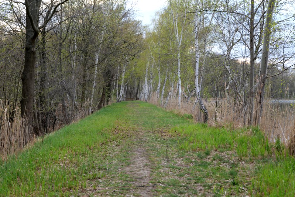 Peitzer Teichlandschaft mit Hammergraben 2021-04-24 37