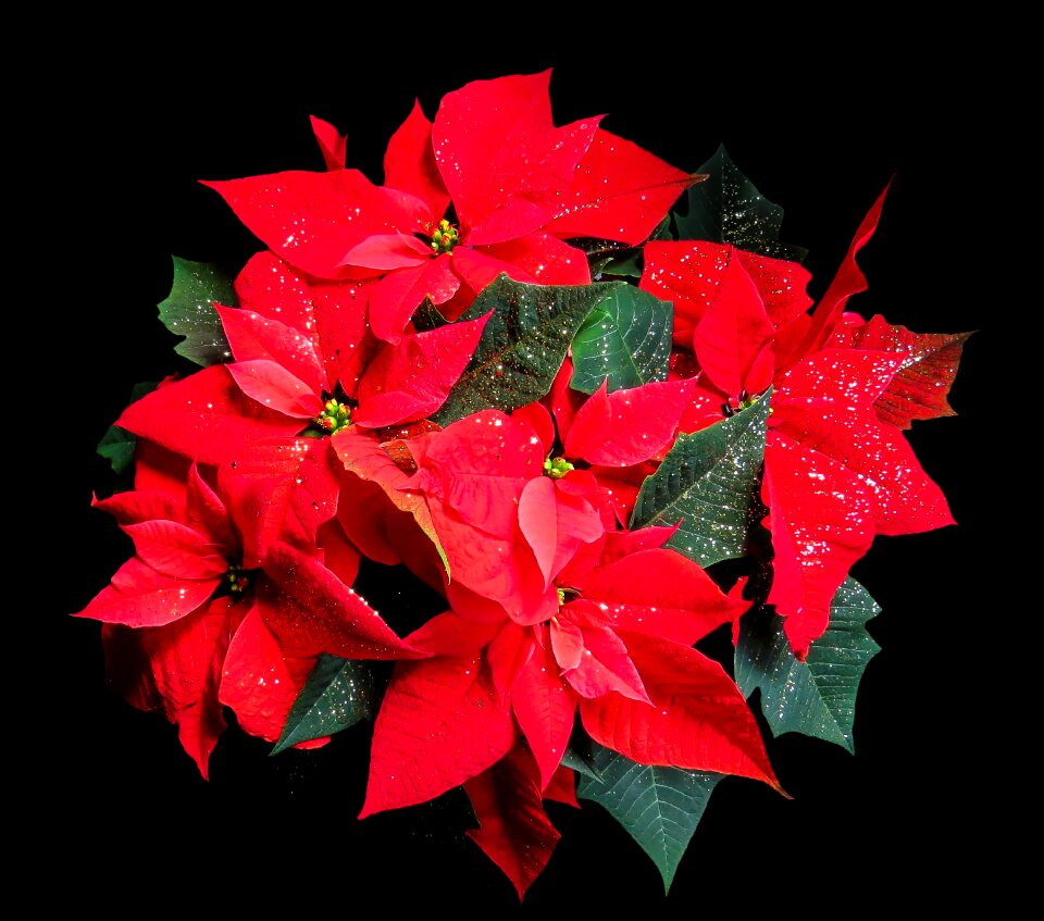 Blossom bloom christmas