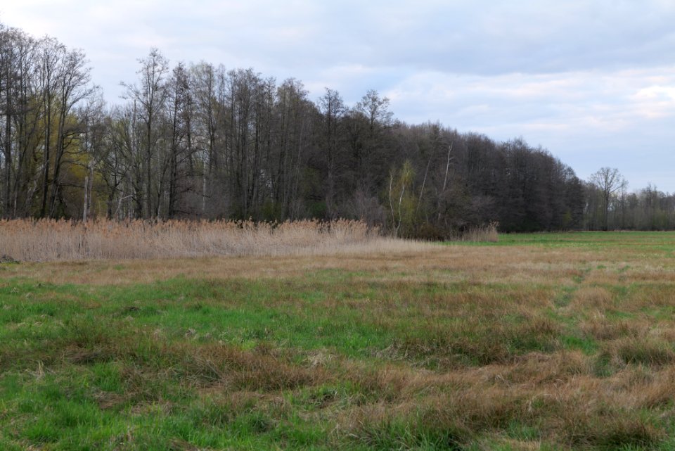 Peitzer Teichlandschaft mit Hammergraben 2021-04-24 59