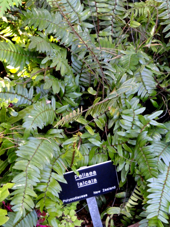 Pellaea falcata - Balboa Park Botanical Building - DSC06774