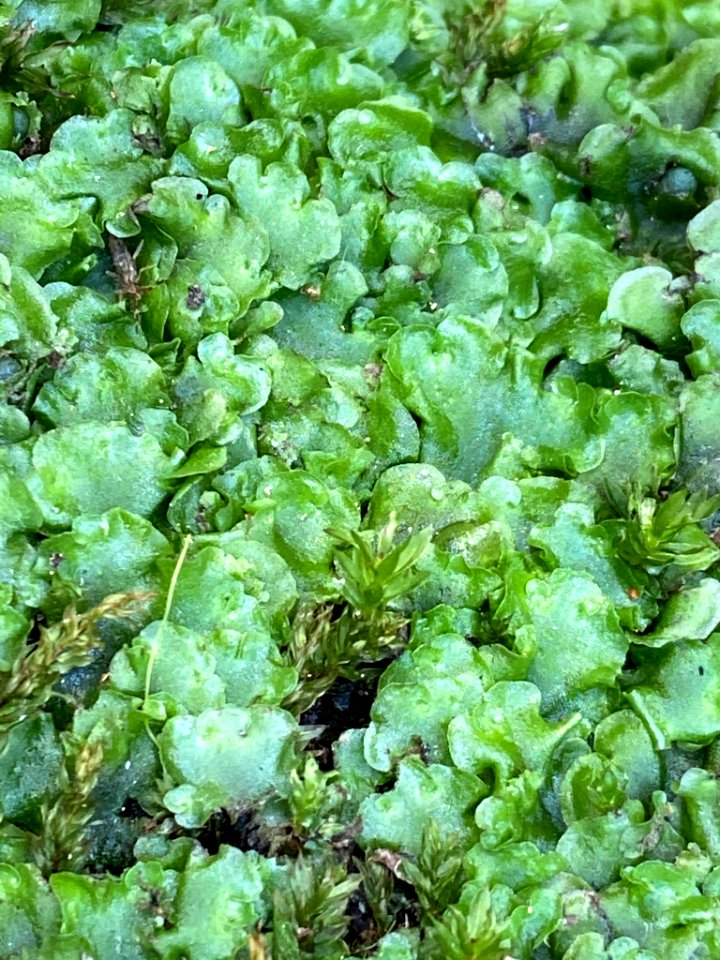 Pellia epiphylla 96252175