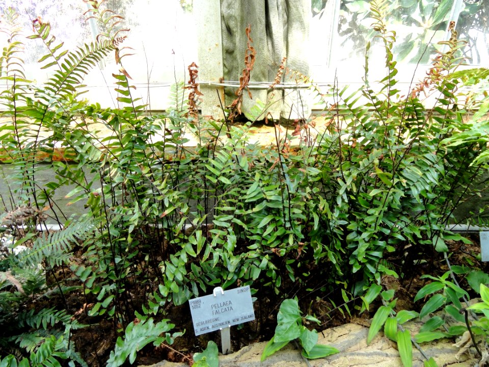 Pellaea falcata - Copenhagen Botanical Garden - DSC07990