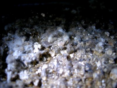 P-cubensis-cobweb-infection