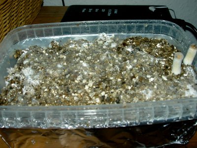 P-cubensis-cobweb-infection-casing