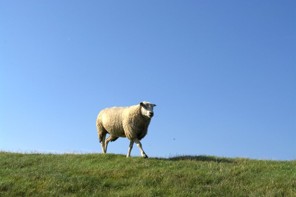 Deichschaf sheep animal