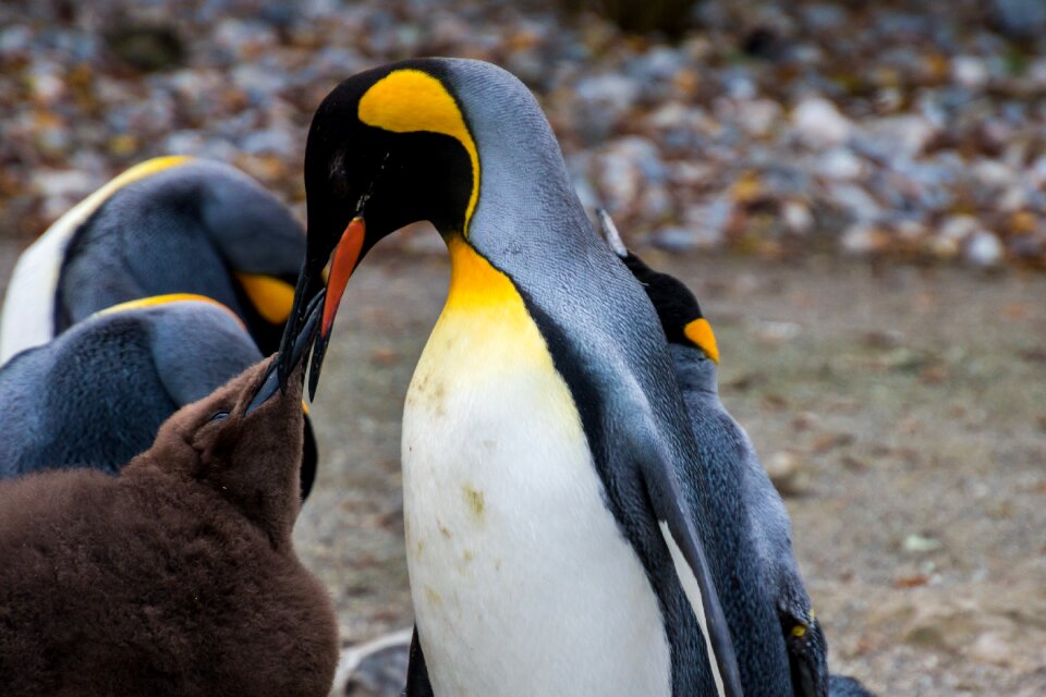 Young penguin baby parents