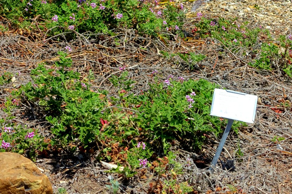 Pelargonium sp. - Manhattan Beach Botanical Garden - Manhattan Beach, CA - DSC01272