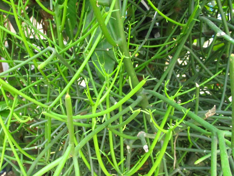 Pencil tree (Euphorbia tirucalli) closeup