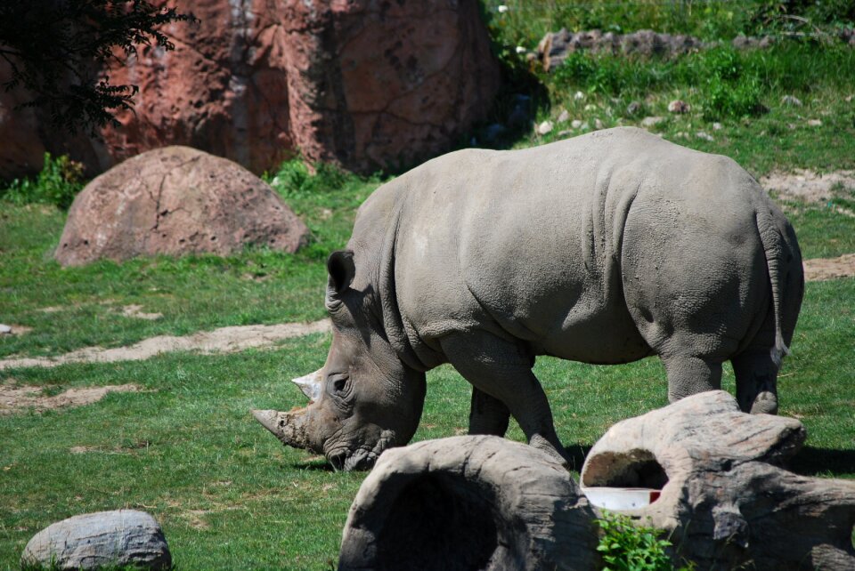 Horn animal mammal