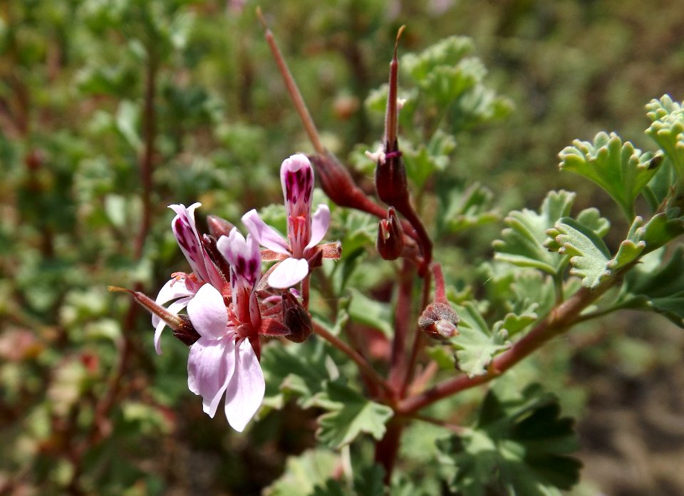 Pelargonium exstipulatum