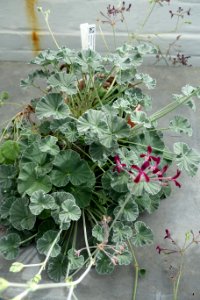 Pelargonium sidoides - Lyman Plant House, Smith College - DSC01935