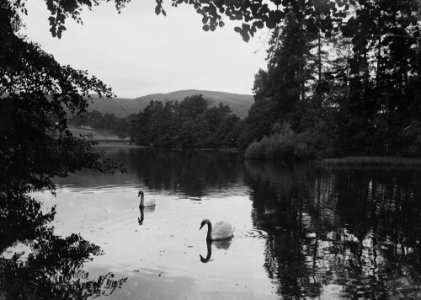 Pencerrig lake (1293825)