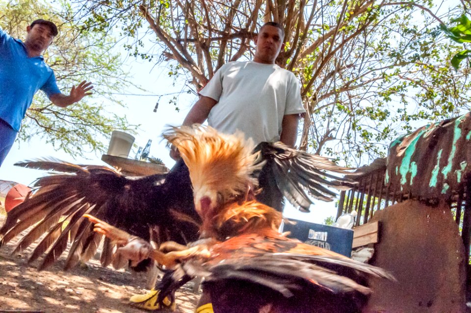 Pelea de gallos, deporte típico de Venezuela