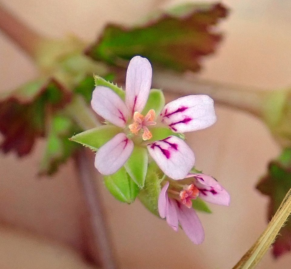 Pelargonium inodorum iNat2