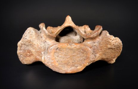 Pelvis - os sacrum (caudal view) photo