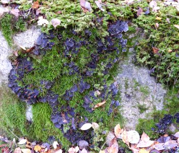 Peltigera praetextata 100395282