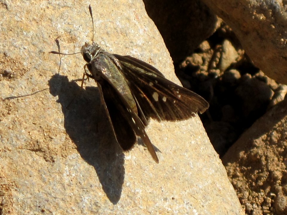 Pelopidas thrax (Pale Small-branded Swift), Skala Kalloni, Lesbos, Greece