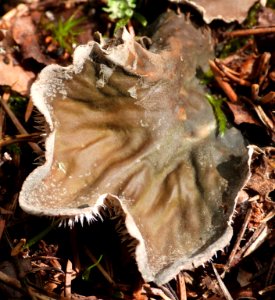 Peltigera membranacea 86814306