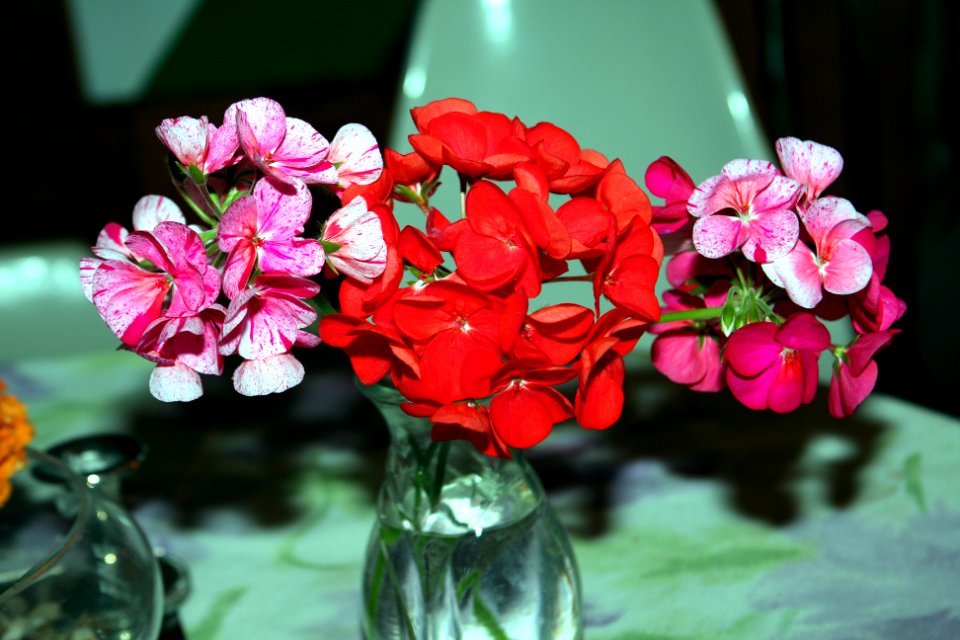 Pelargonium × hortorum mixed