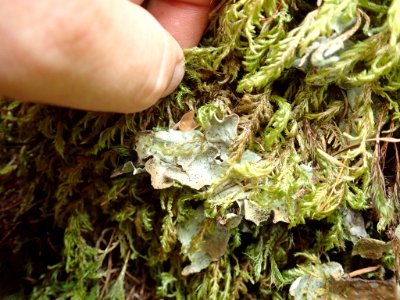 Peltigera britannica 73021626