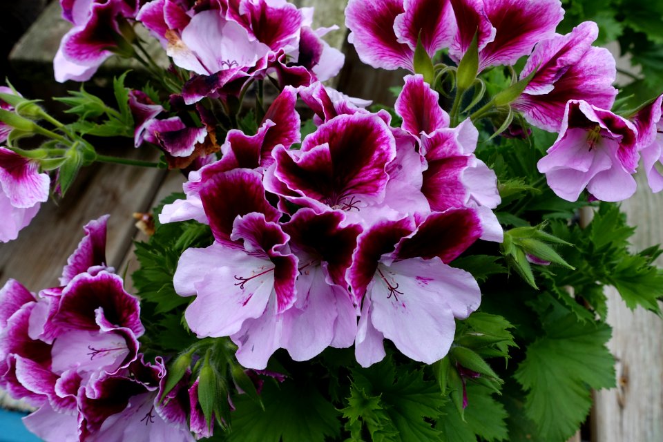 Pelargonium 'Elegance Purple Majesty' - DSC06401