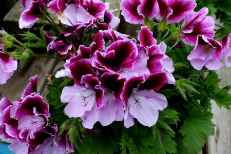 Pelargonium 'Elegance Purple Majesty' - DSC06401