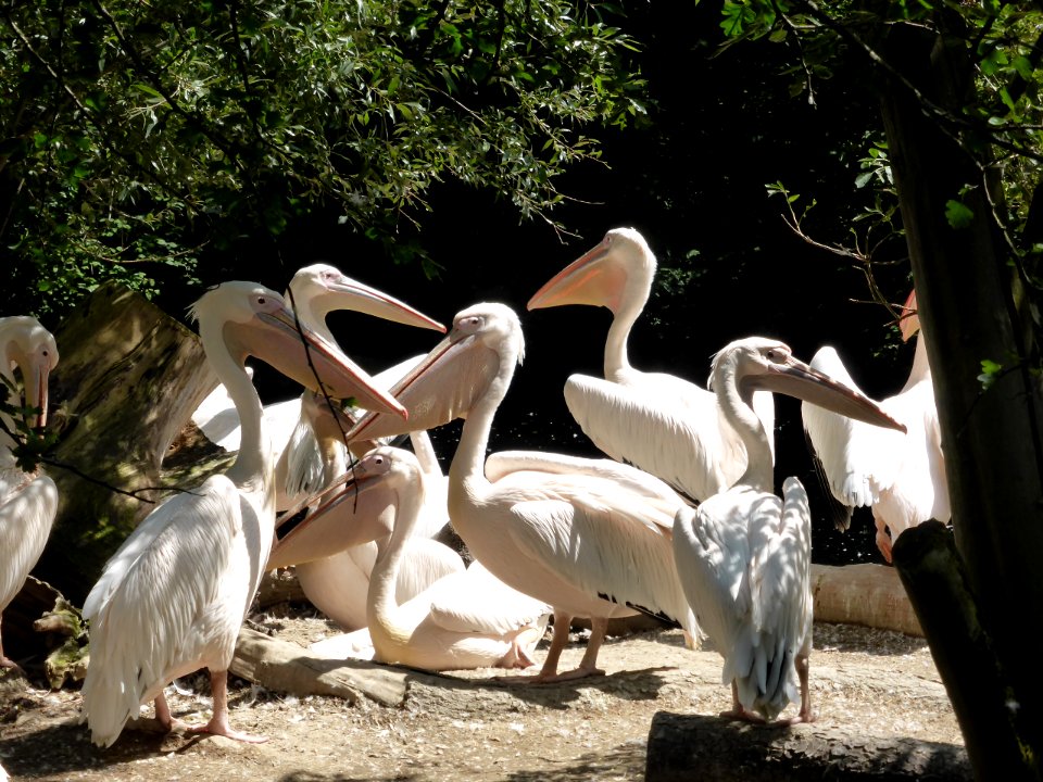 Pelecanus-onocrotalus-4