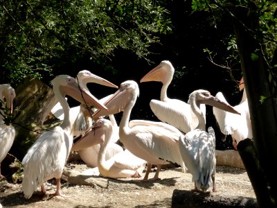 Pelecanus-onocrotalus-4
