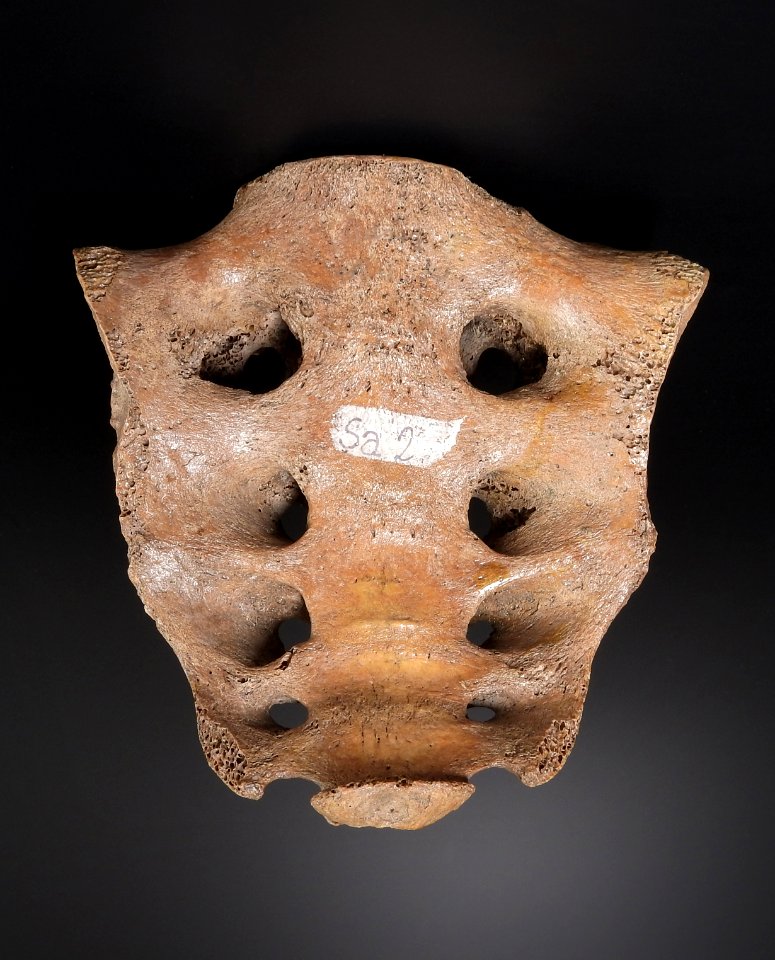 Pelvis - os sacrum (anterior)