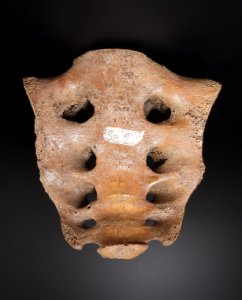 Pelvis - os sacrum (anterior)