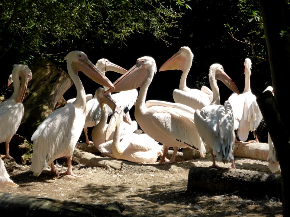 Pelecanus-onocrotalus-5