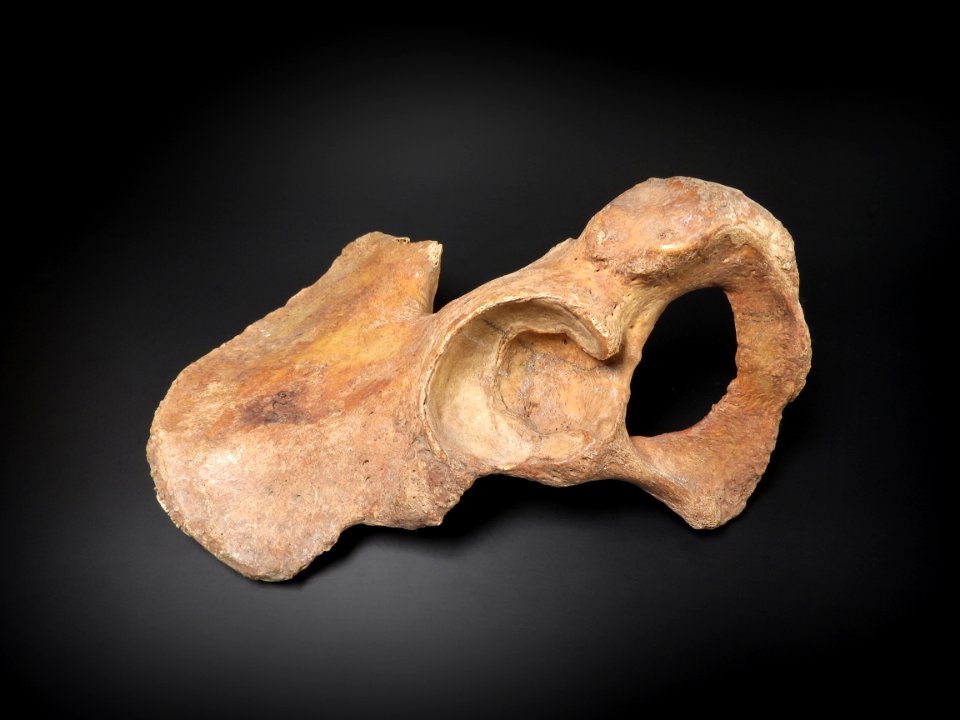 Pelvis - os coxae (lateral view) 2