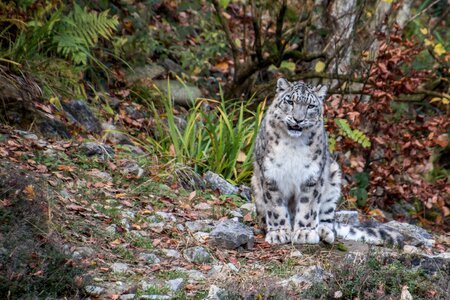 Big cat predator noble photo