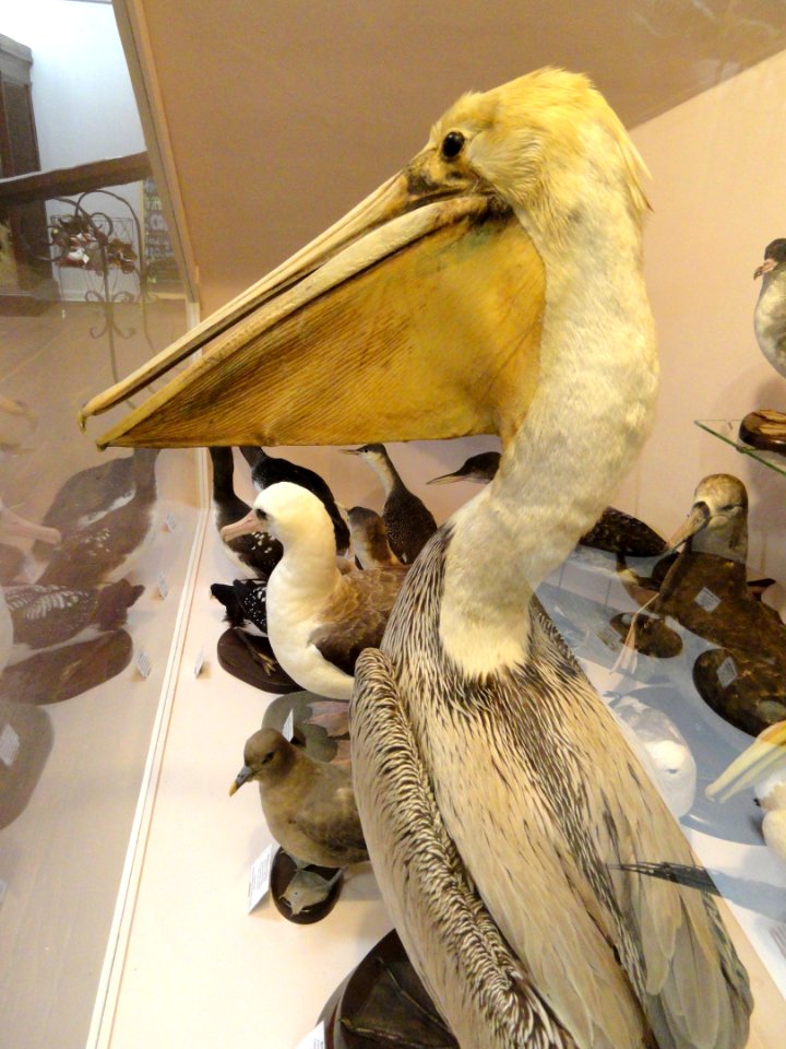 Pelecanus occidentalis - Pacific Grove Museum of Natural History - DSC06765