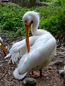 Pelecanus erythrorhynchos - San Francisco Zoo - San Francisco, CA - DSC03586