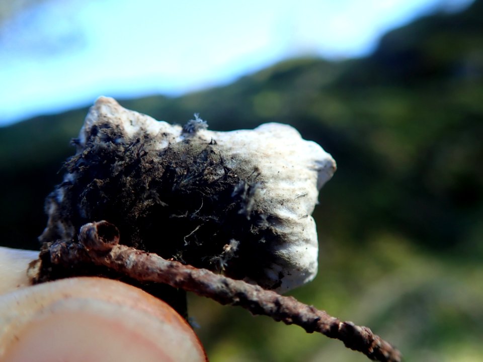Peltigera britannica 63655376
