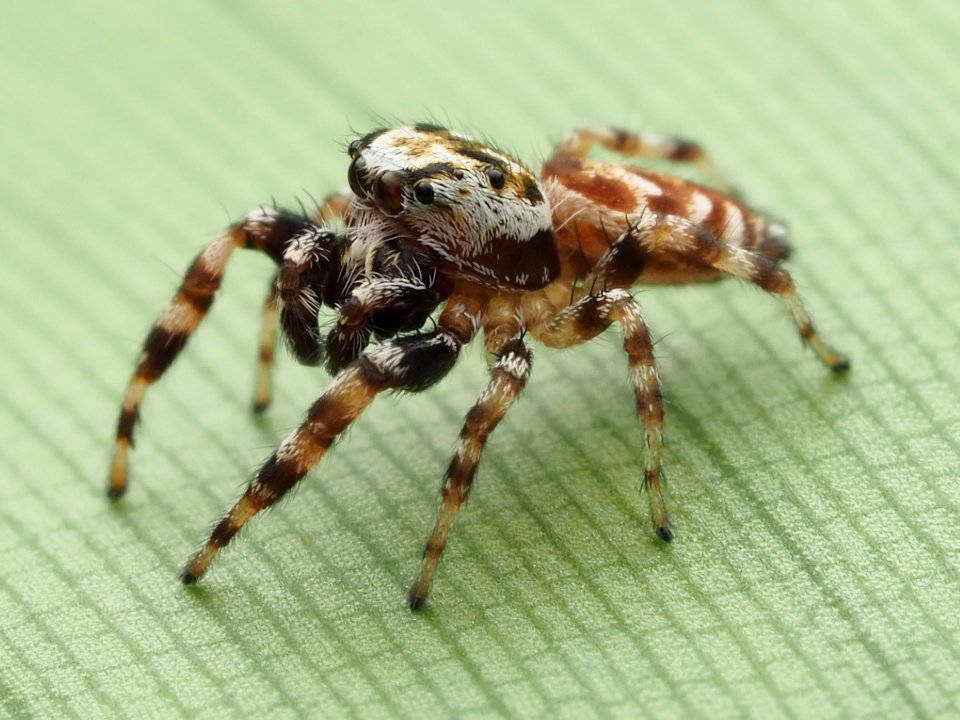 Pelegrina variegata 08