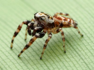 Pelegrina variegata 08