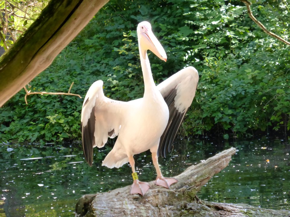 Pelecanus-onocrotalus-8