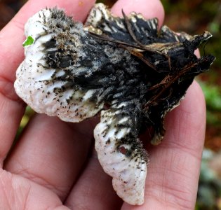 Peltigera aphthosa 101765390