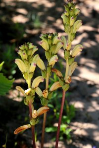 Pedicularis sceptrum-carolinum Oulu 20200627