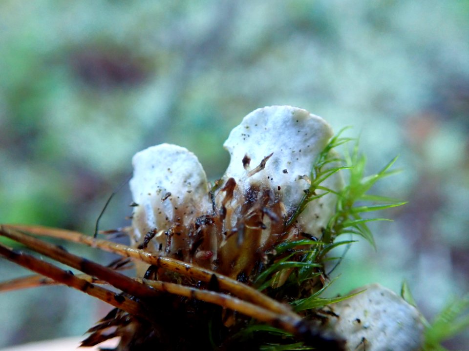 Peltigera britannica 59141145