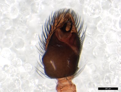 Pelegrina flaviceps pedipalp 1