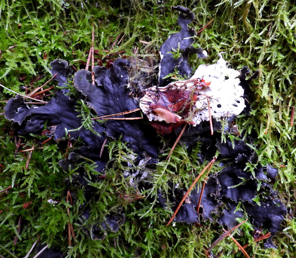 Peltigera praetextata 100157049