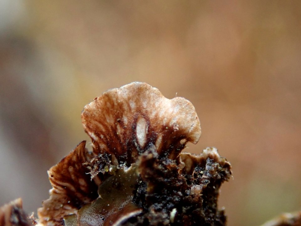 Peltigera neckeri 101145896