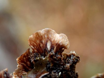 Peltigera neckeri 101145896