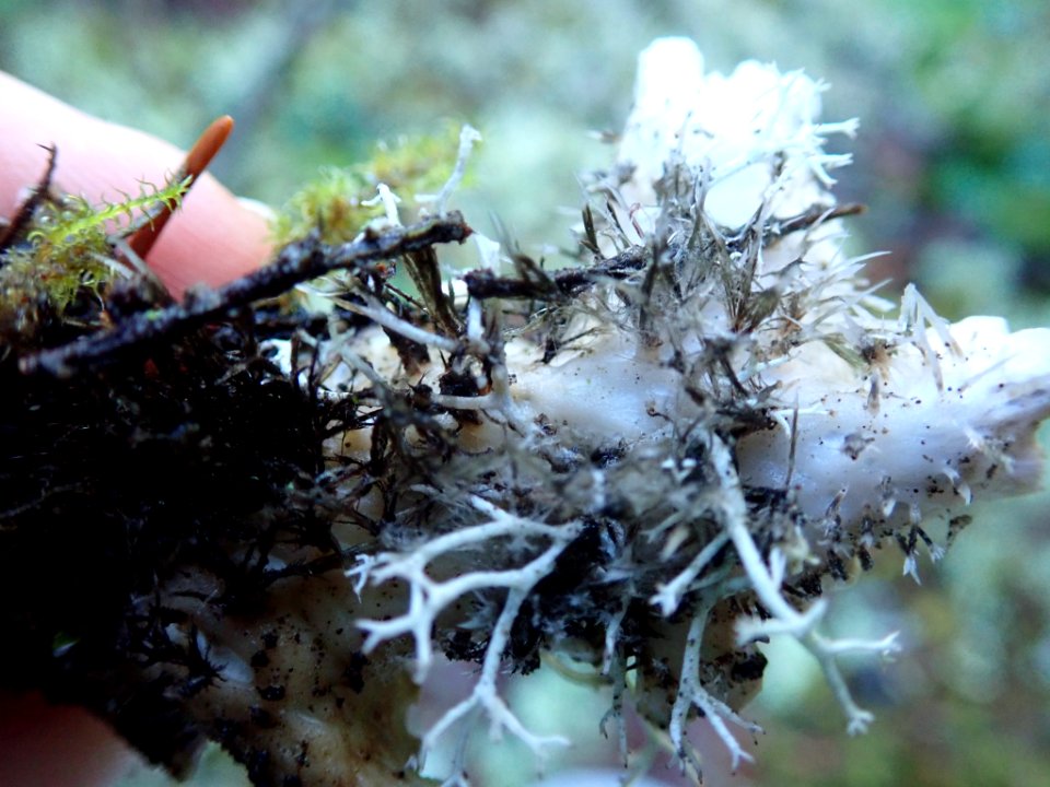 Peltigera britannica 59141140