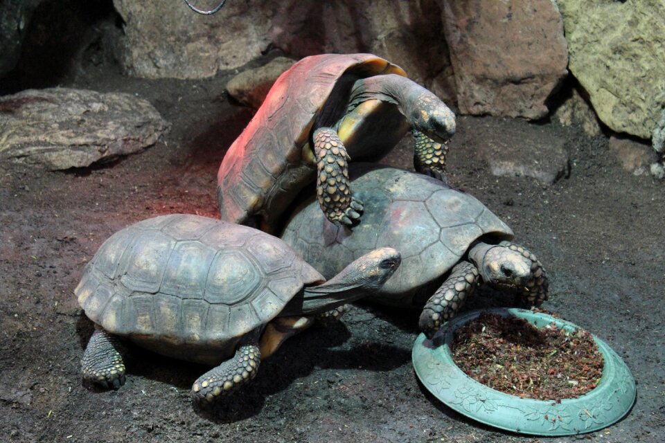 Zoo giant tortoise slowly